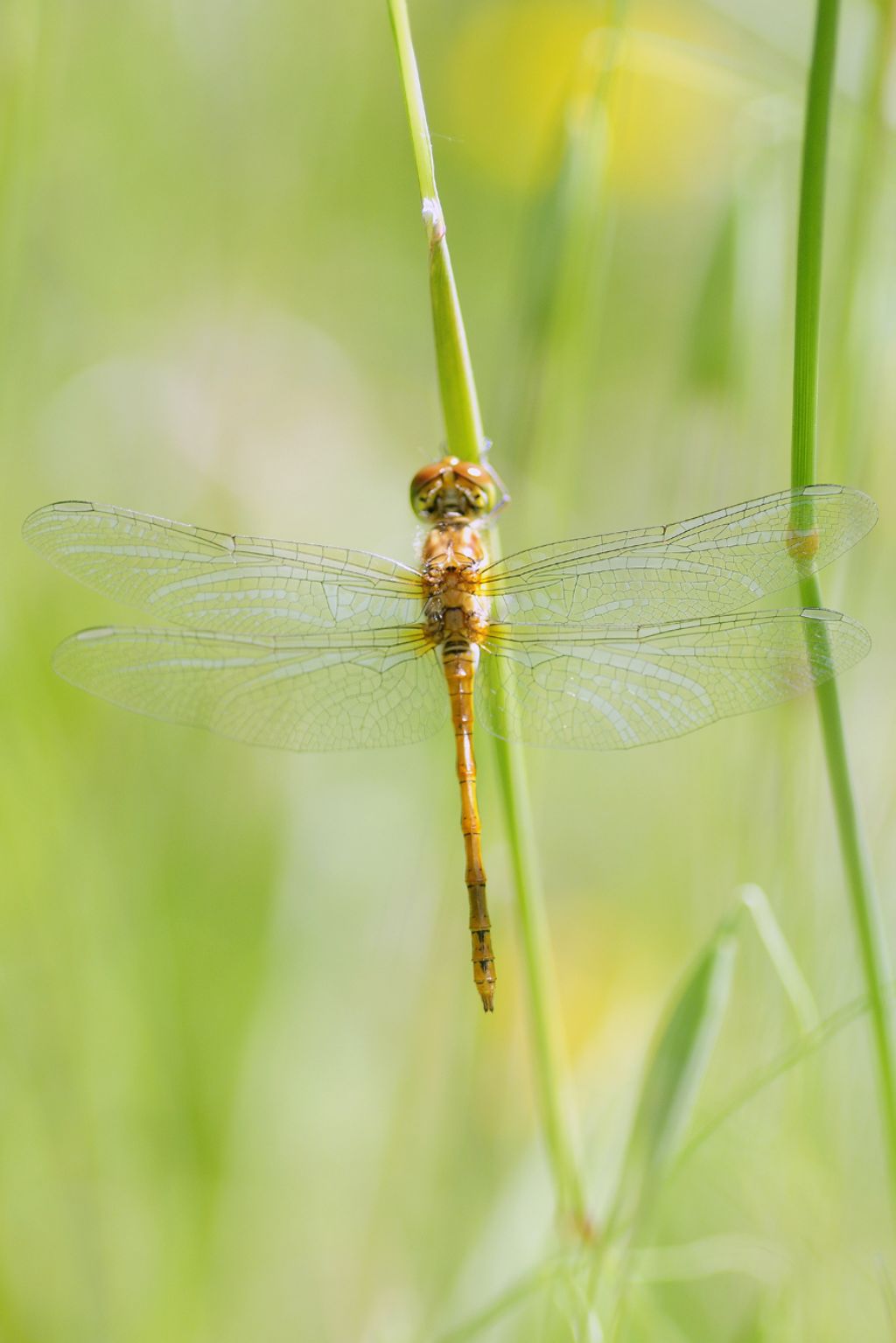 Sympetrum ?